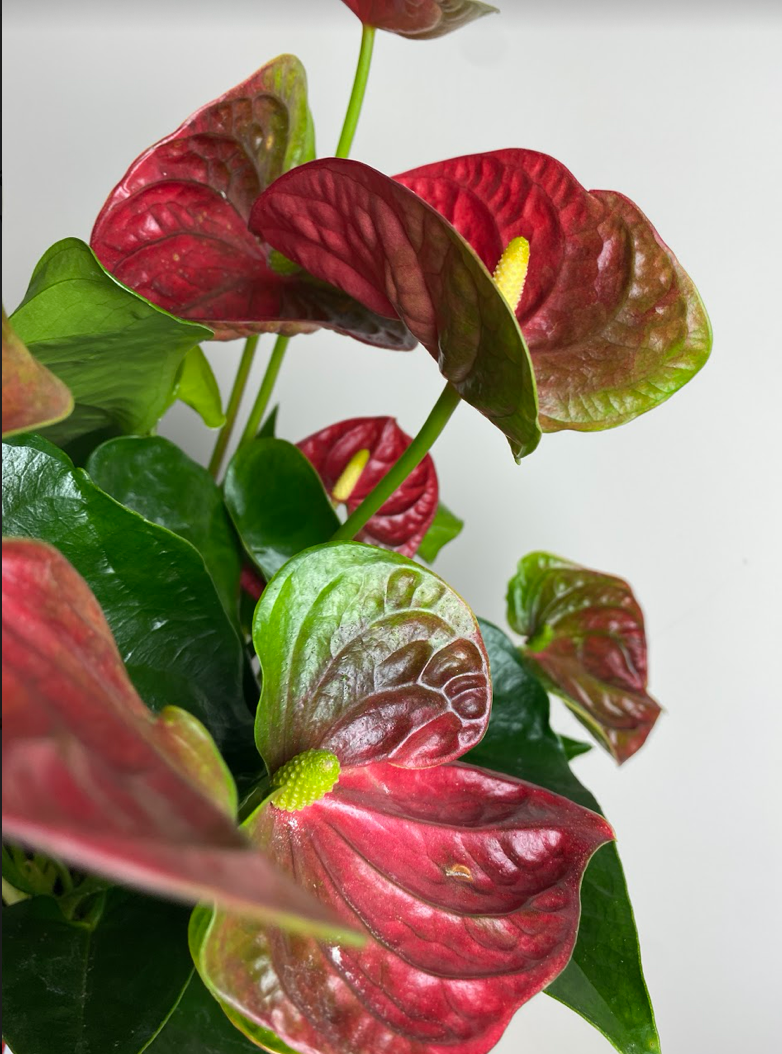 Anthurium Beliza