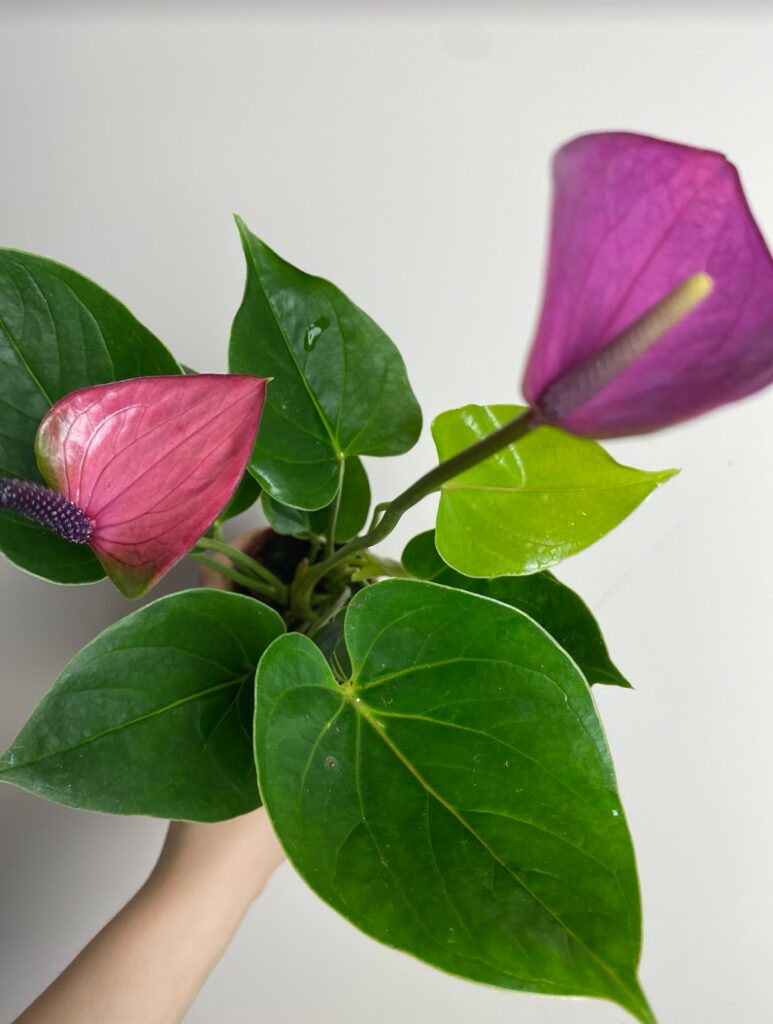 Anthurium andr. Diamond Baby Purple