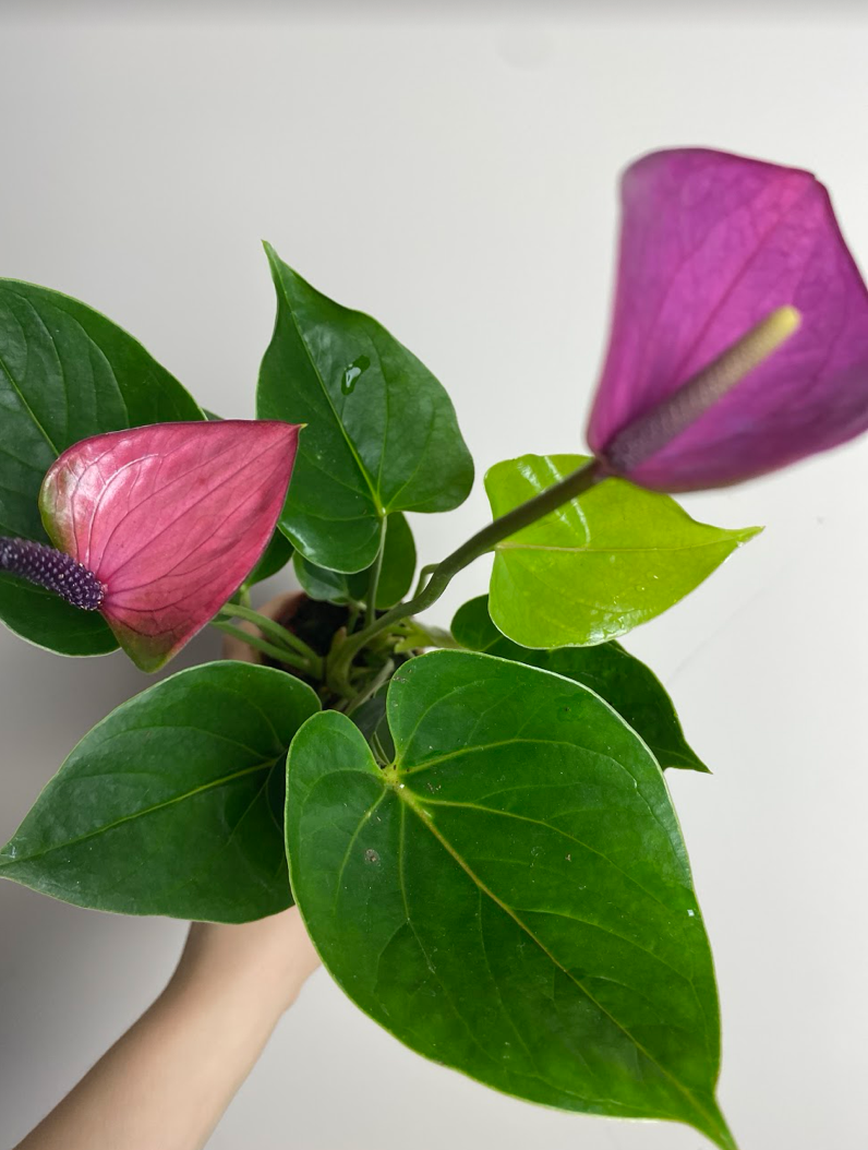 Anthurium andr. Diamond Baby Purple