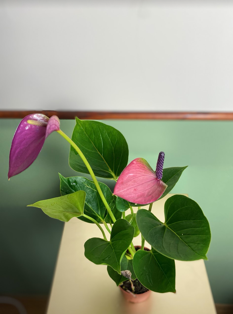 Anthurium andr. Diamond Baby Purple