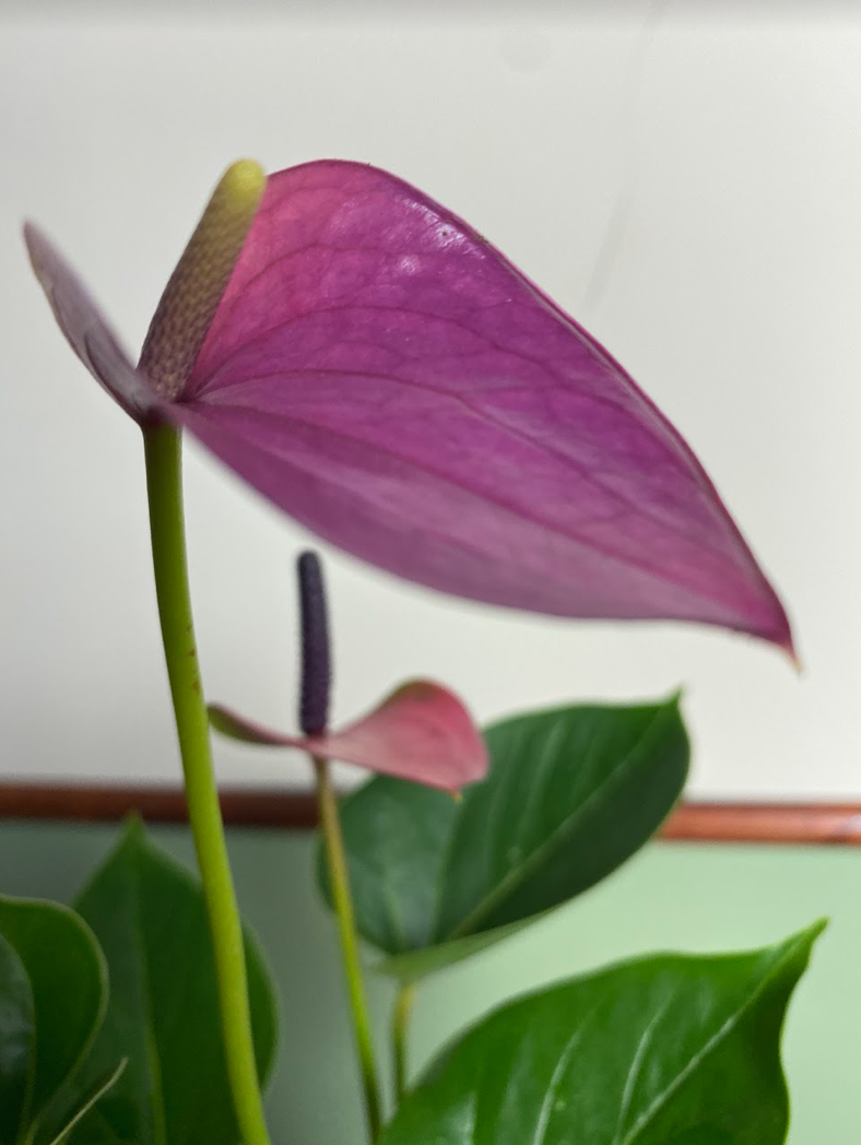 Anthurium andr. Diamond Baby Purple