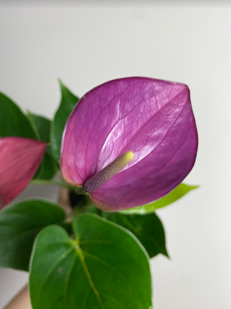 Anthurium andr. Diamond Baby Purple