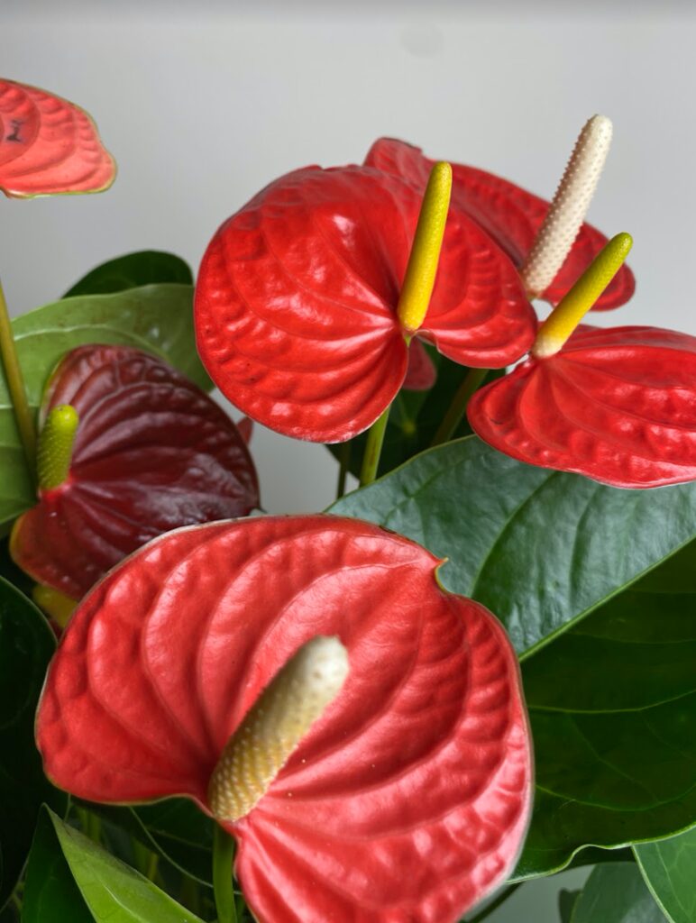 Anthurium czerwone