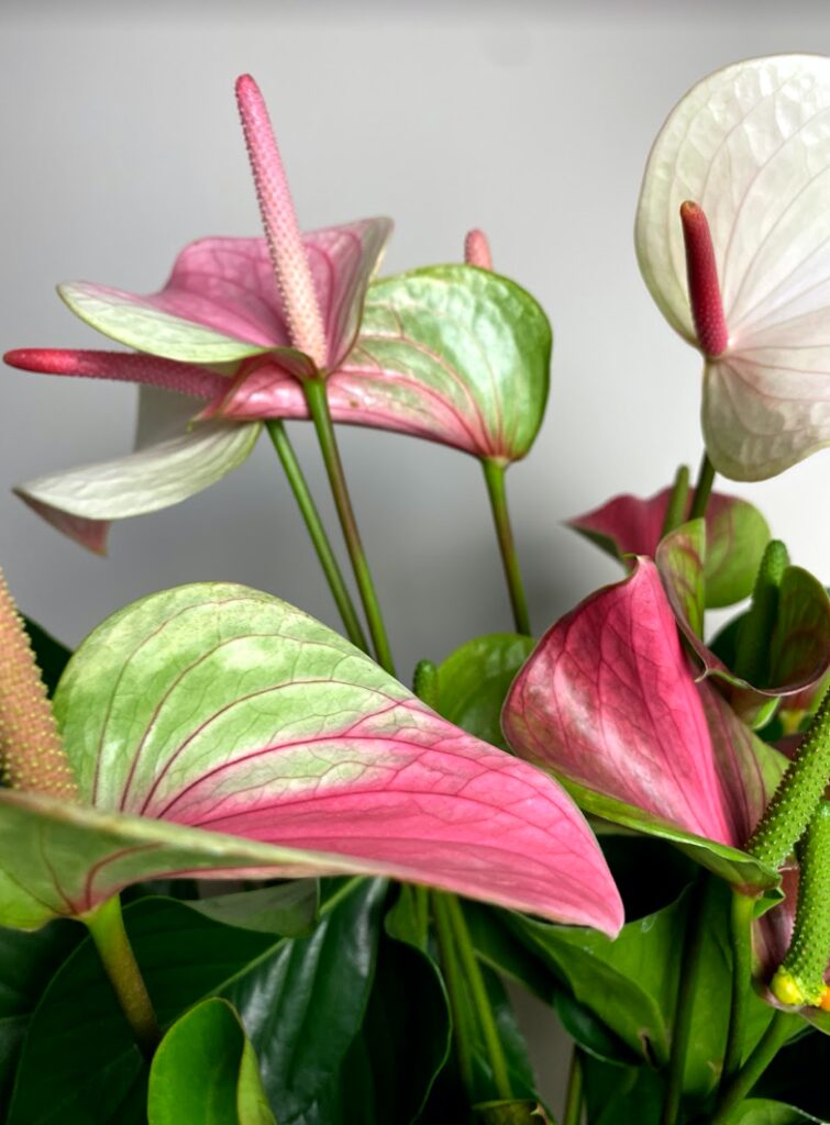 Anthurium perłowe