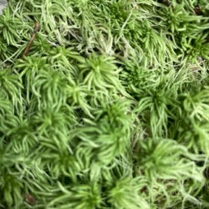 Mech moss sphagnum