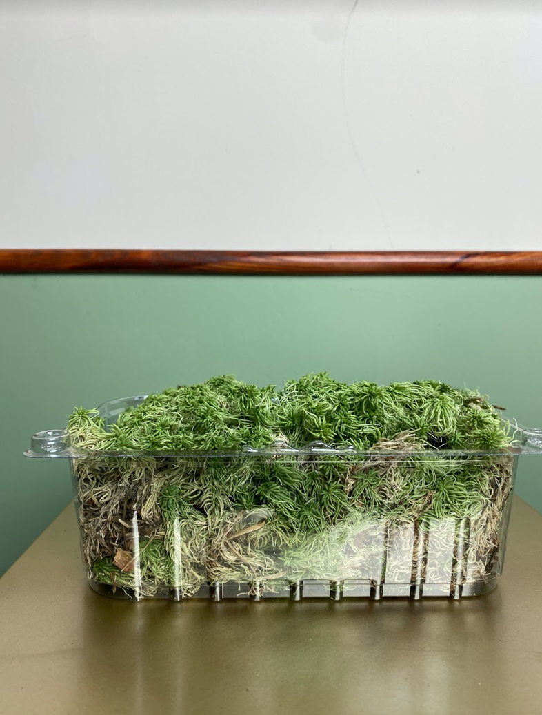 Mech moss sphagnum