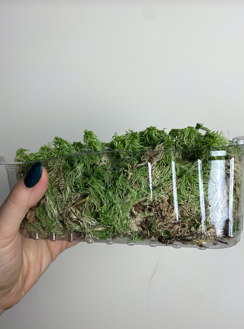 Mech moss sphagnum