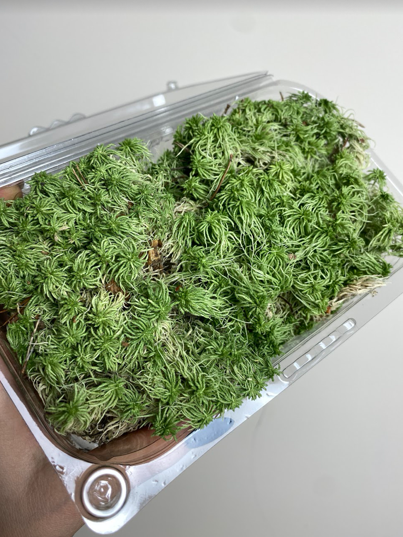 Mech moss sphagnum