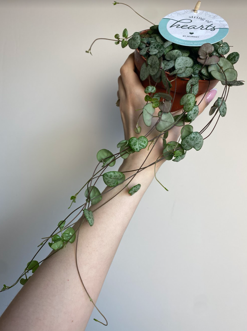 Ceropegia woodi
