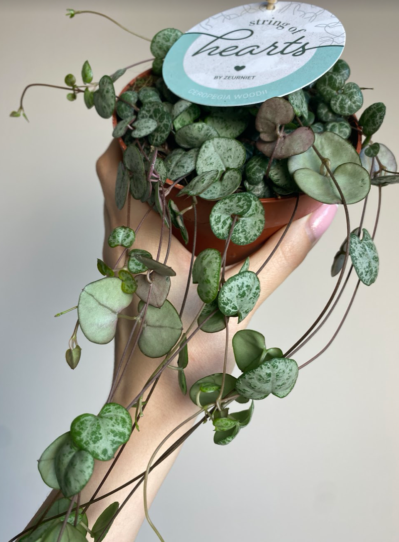 Ceropegia woodi
