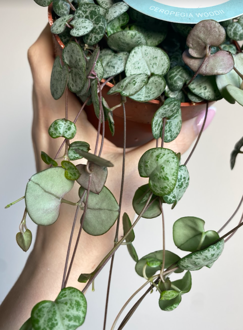 Ceropegia woodi