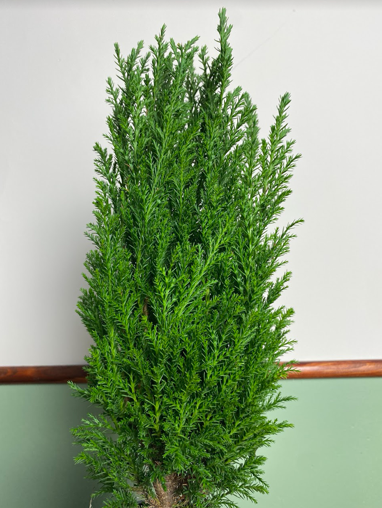 Cyprysik iglasty zielony