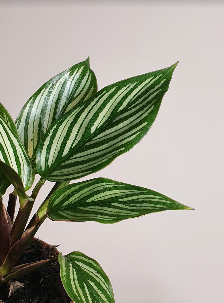 Calathea Vittatum