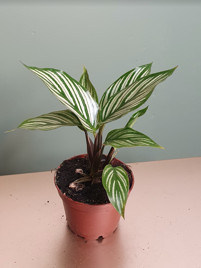 Calathea Vittatum