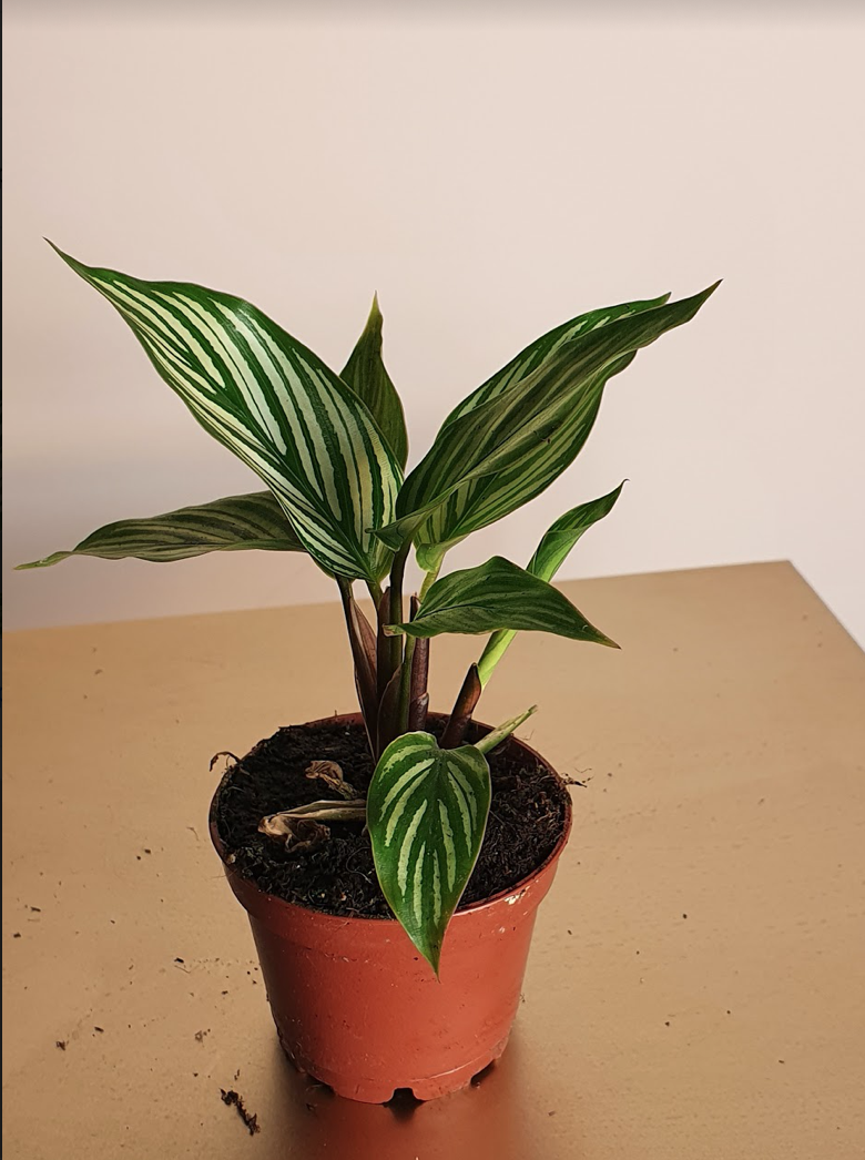 Calathea Vittatum