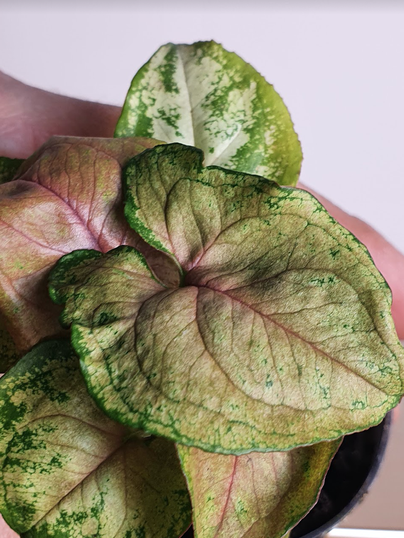 Syngonium Berry