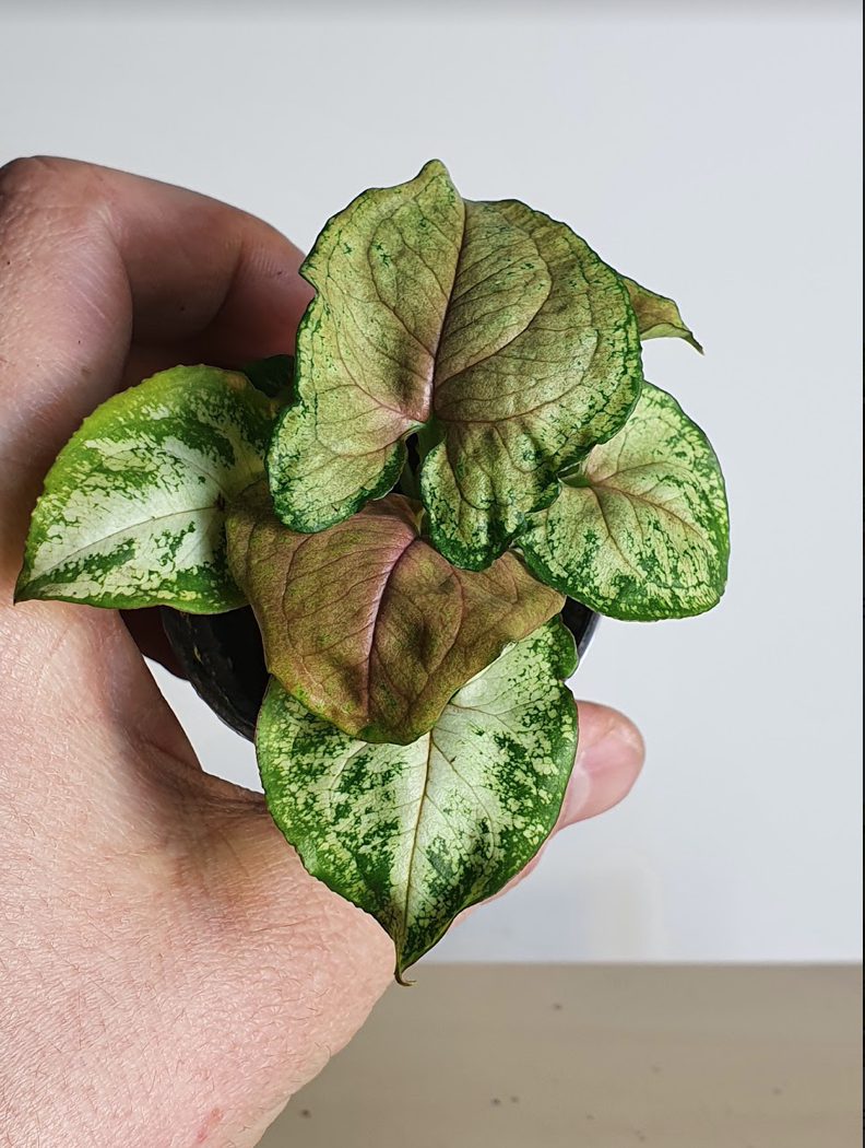 Syngonium Berry