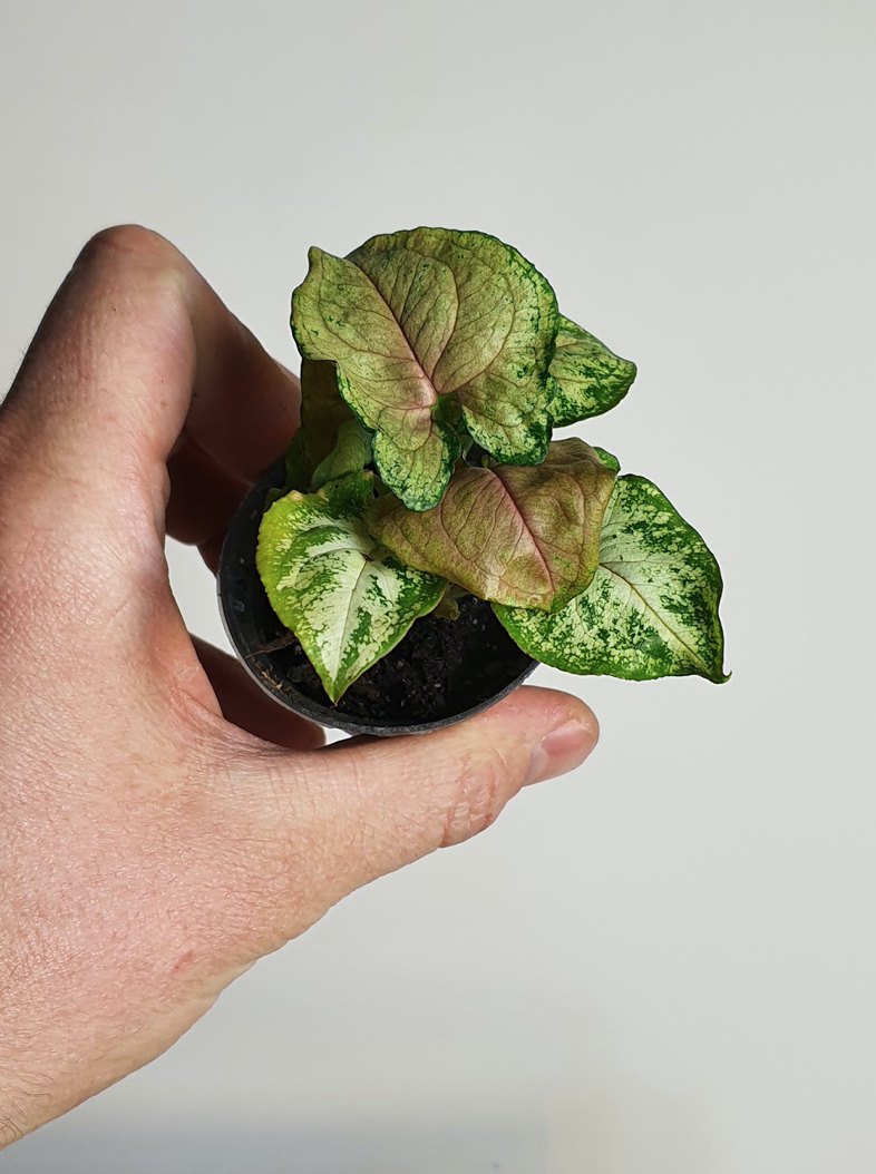 Syngonium Berry