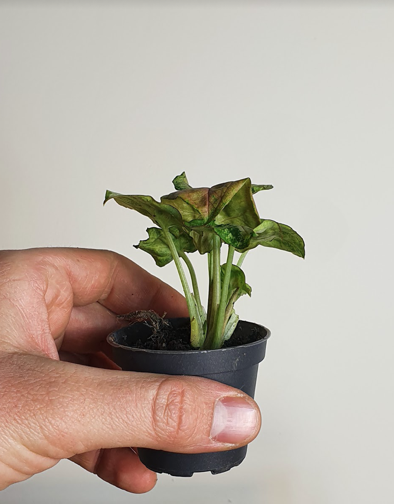 Syngonium Berry