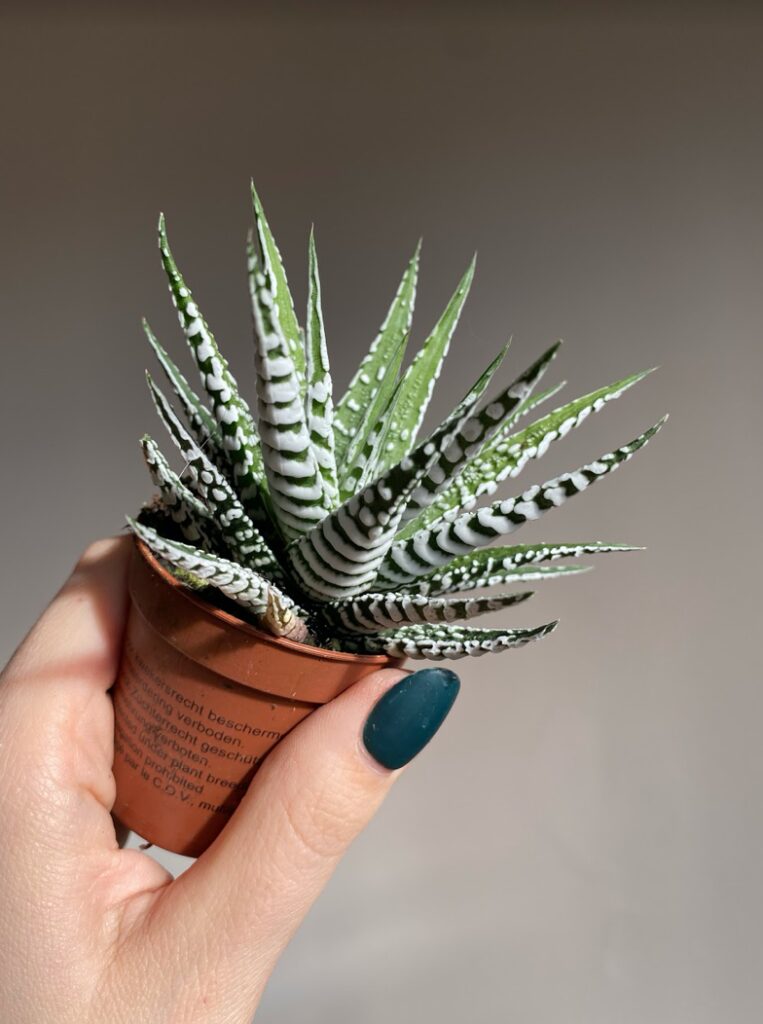 Haworthia fasciata Alba S