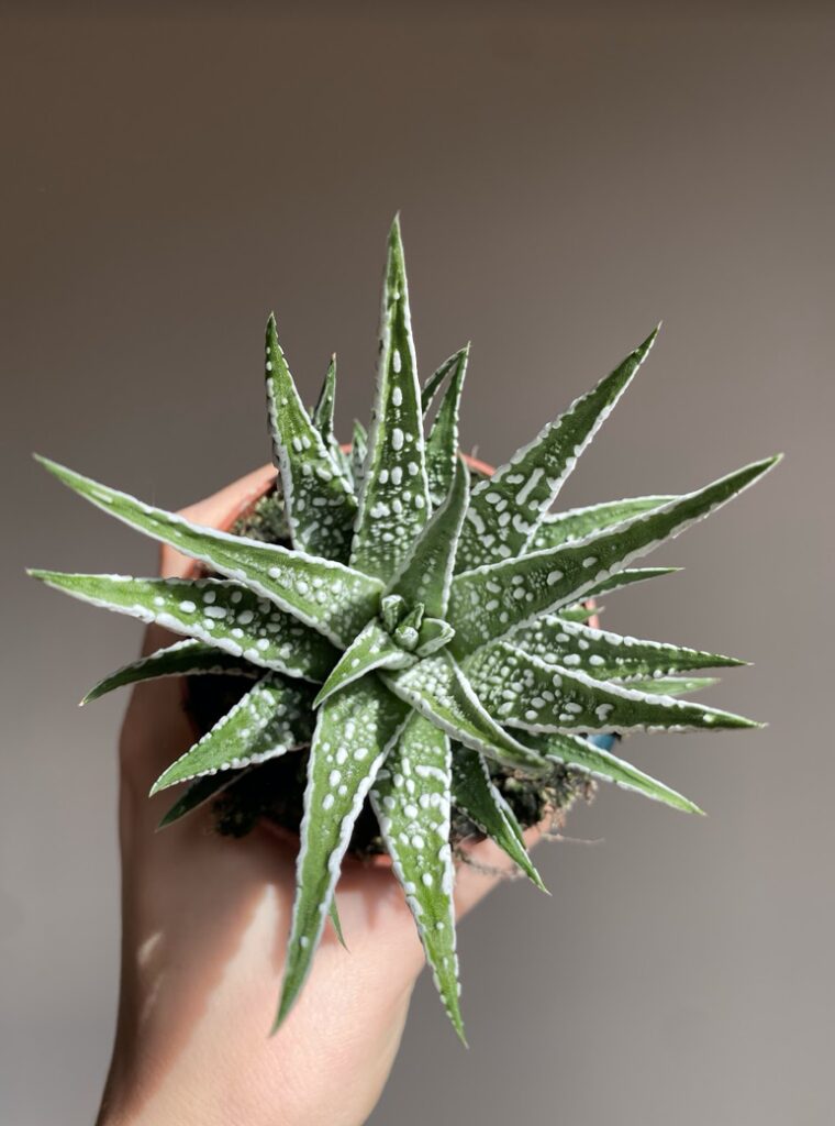 Haworthia fascinata Alba M