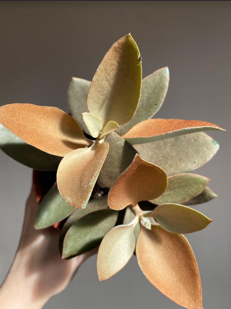 Kalanchoe Orygalis