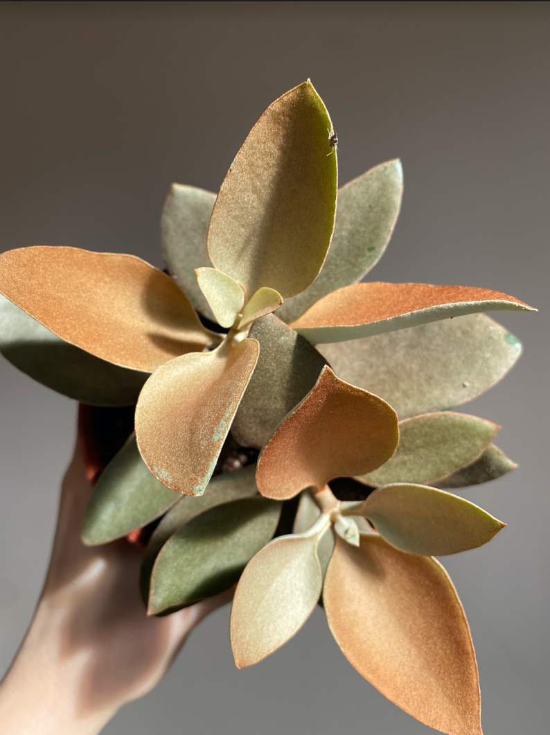 Kalanchoe Orygalis