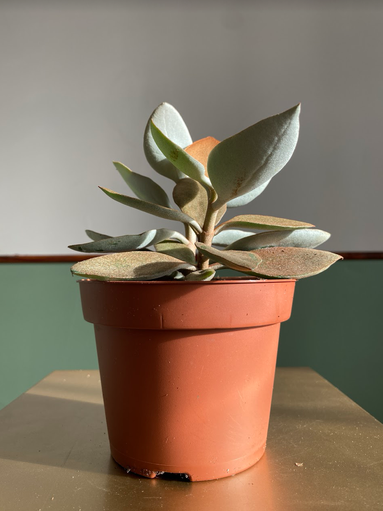 Kalanchoe Orygalis