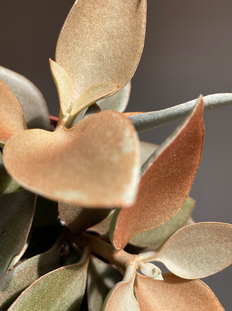 Kalanchoe Orygalis