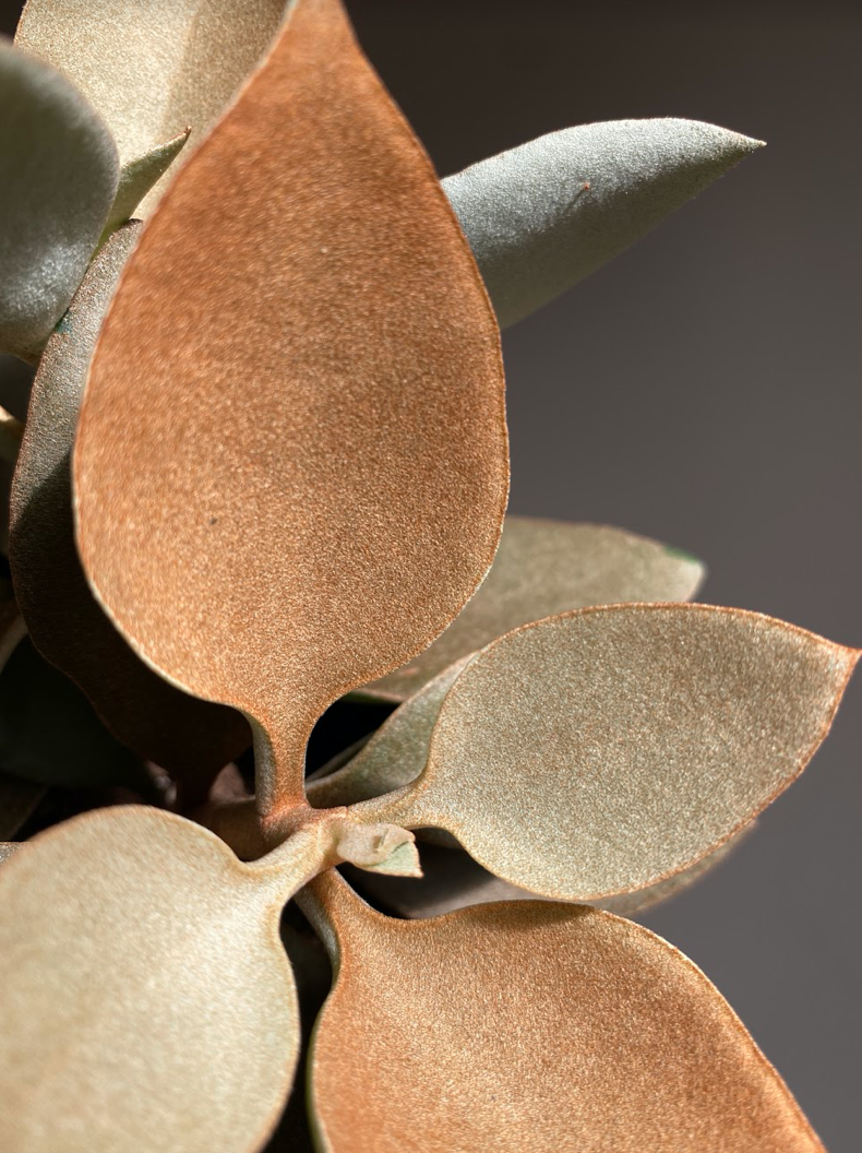 Kalanchoe Orygalis