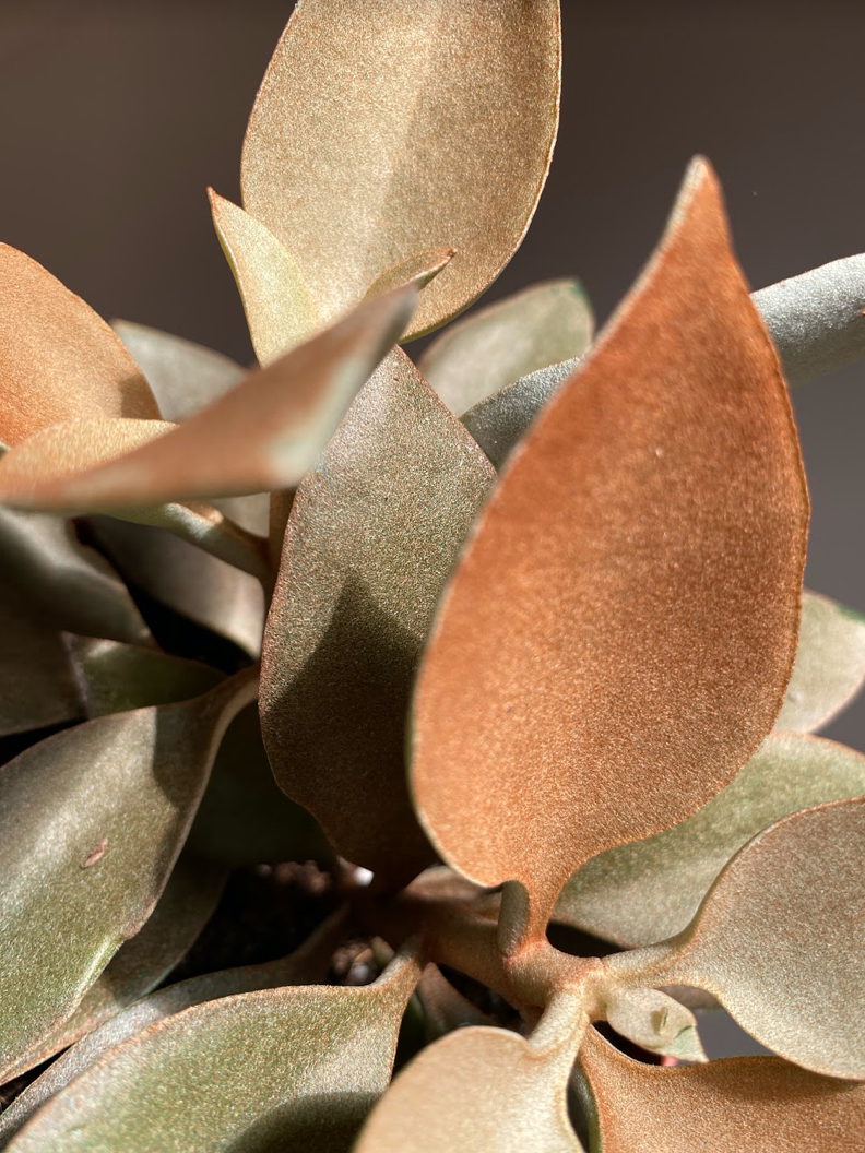 Kalanchoe Orygalis