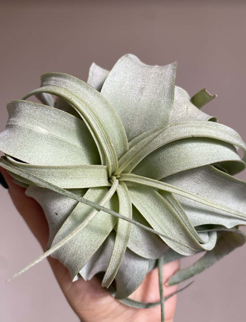 Tillandsia Xerographica