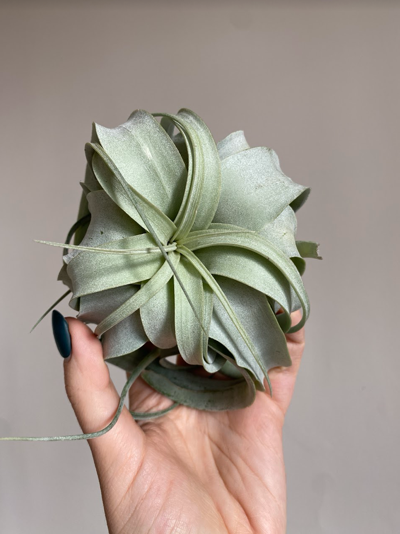 Tillandsia Xerographica