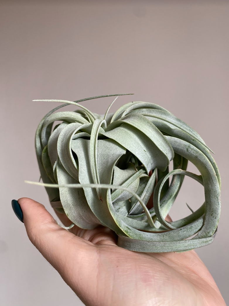 Tillandsia Xerographica