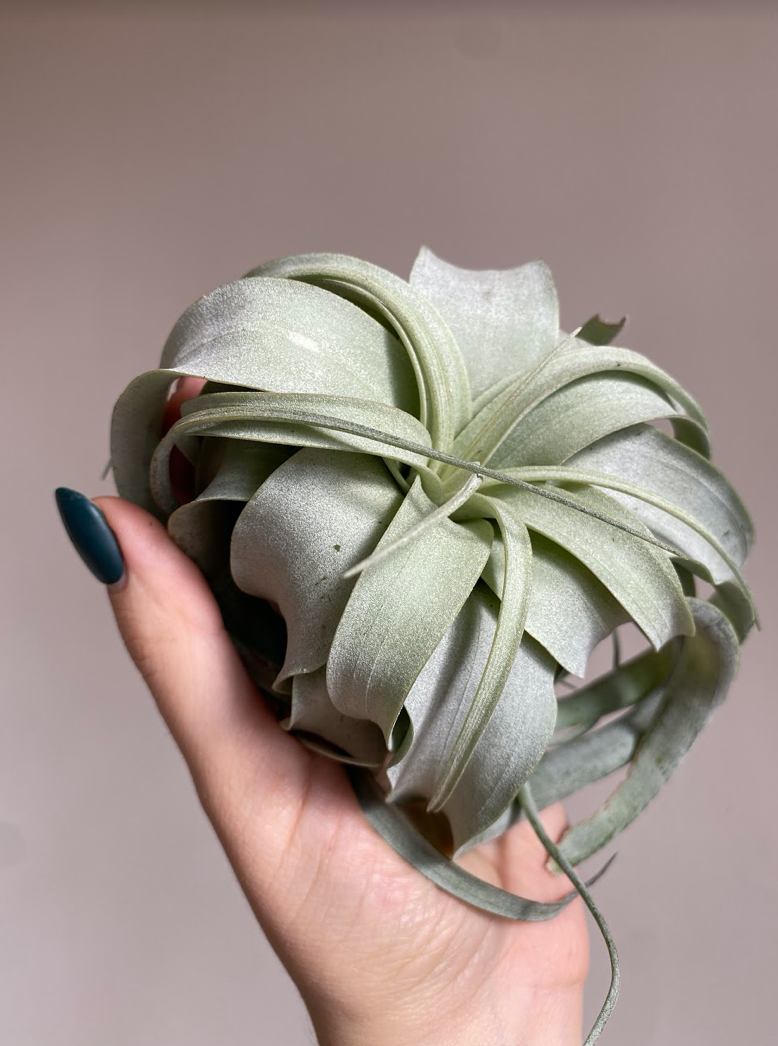 Tillandsia Xerographica