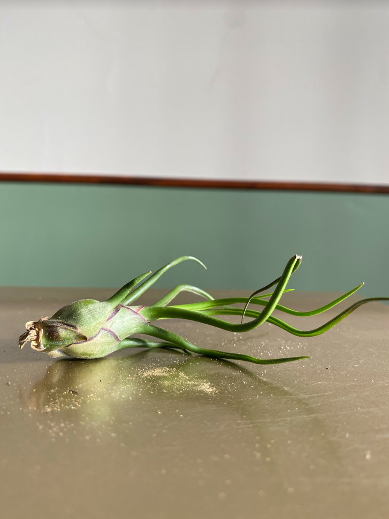 Tillandsia bulbosa