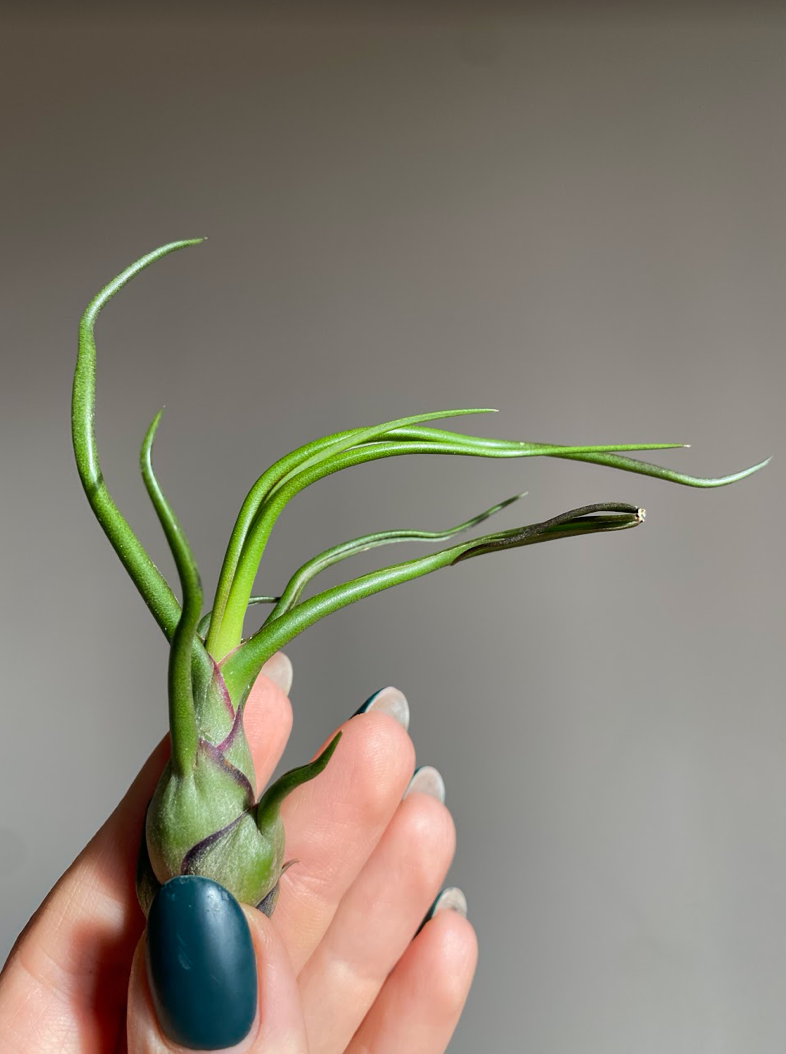 Tillandsia bulbosa