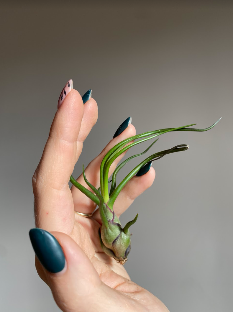 Tillandsia bulbosa