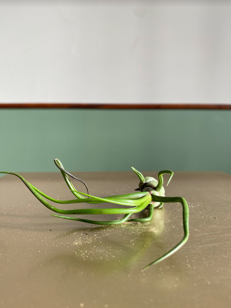 Tillandsia bulbosa