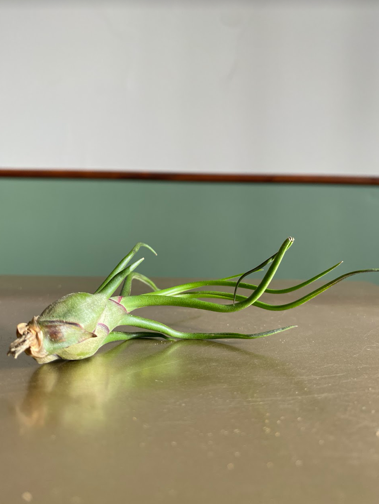Tillandsia bulbosa