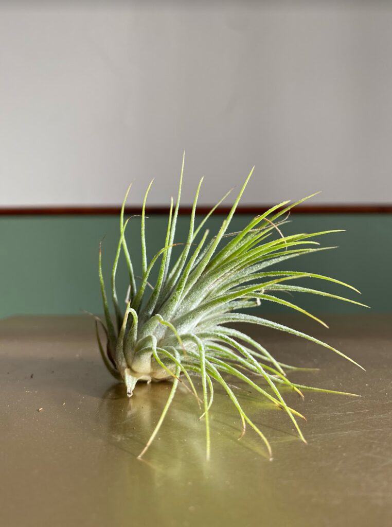 Tillandsia ionantha green