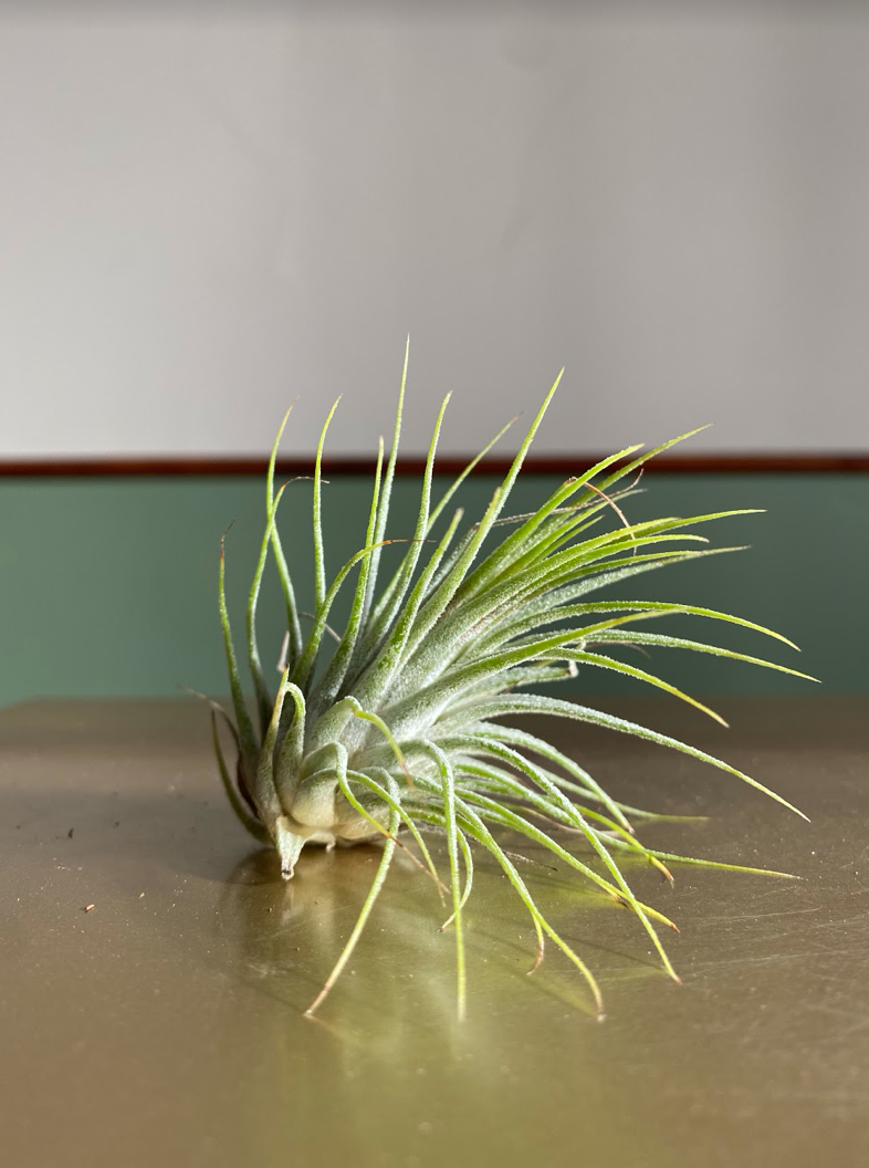 Tillandsia ionantha green