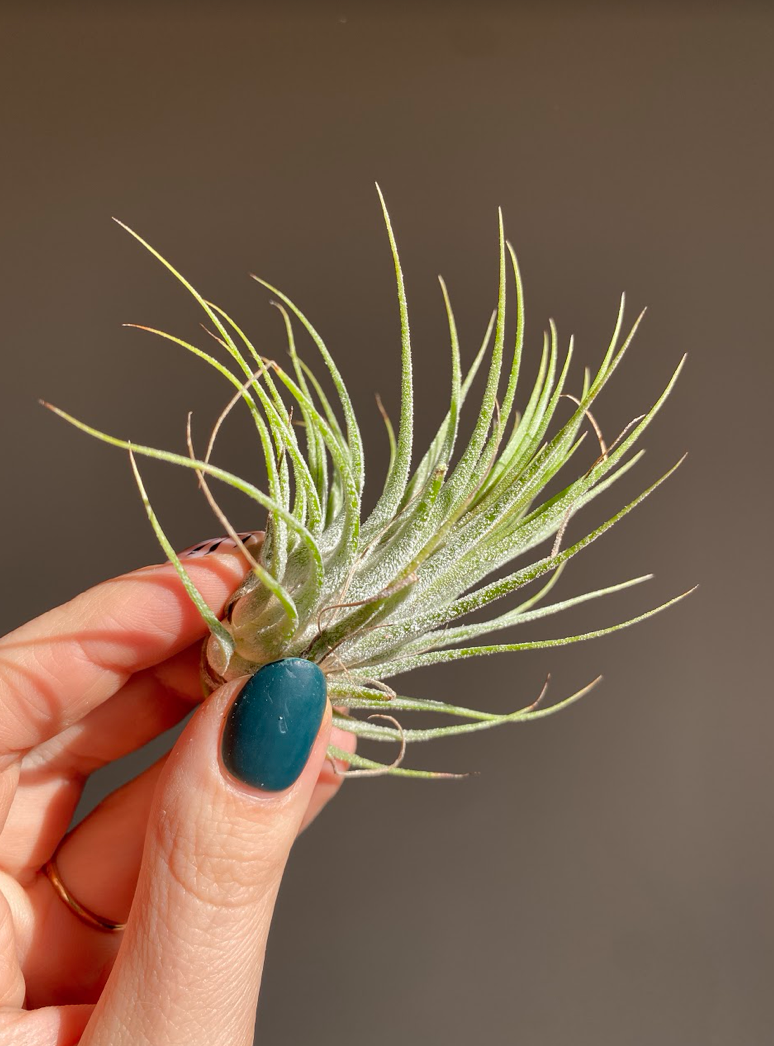Tillandsia ionantha green
