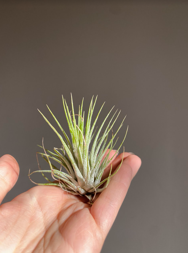 Tillandsia ionantha green