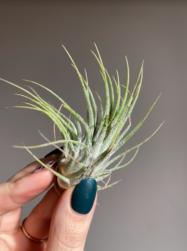 Tillandsia ionantha green