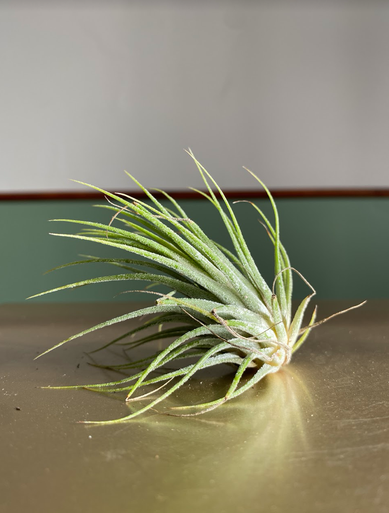 Tillandsia ionantha green
