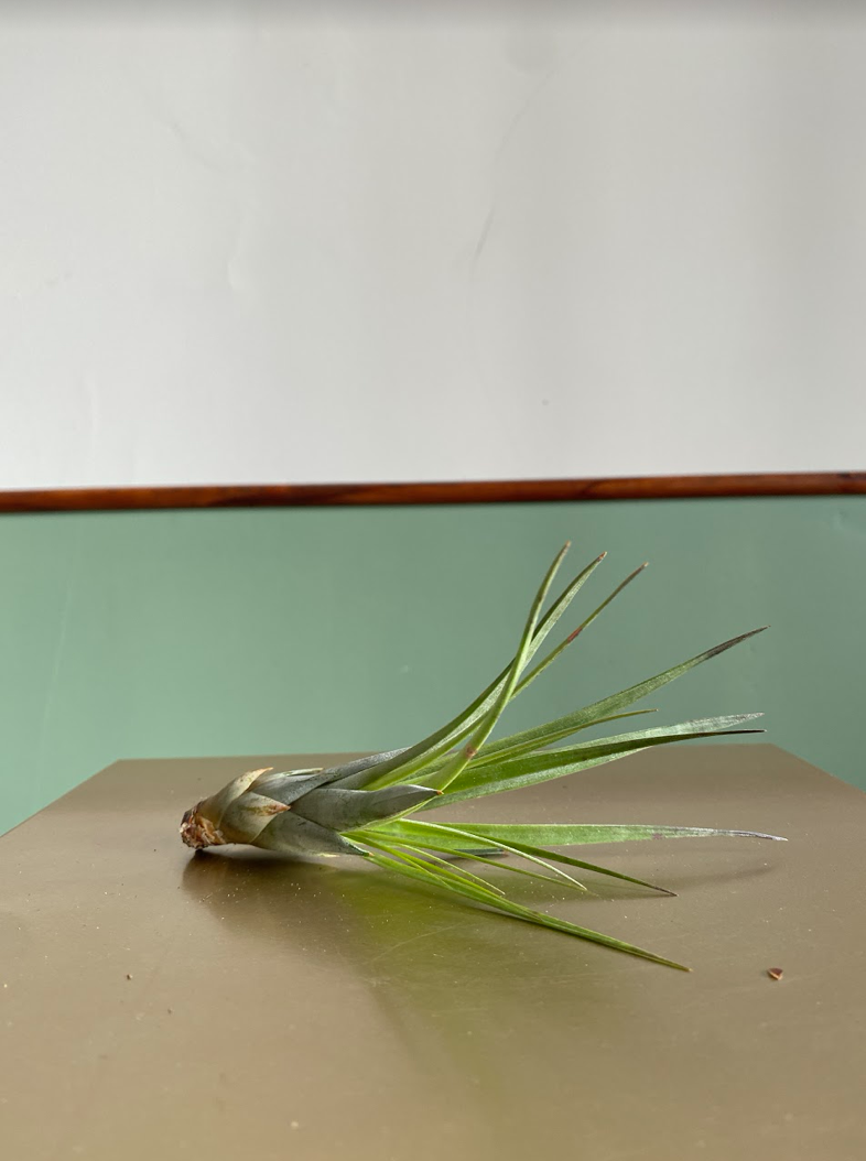 Tillandsia fasciculata