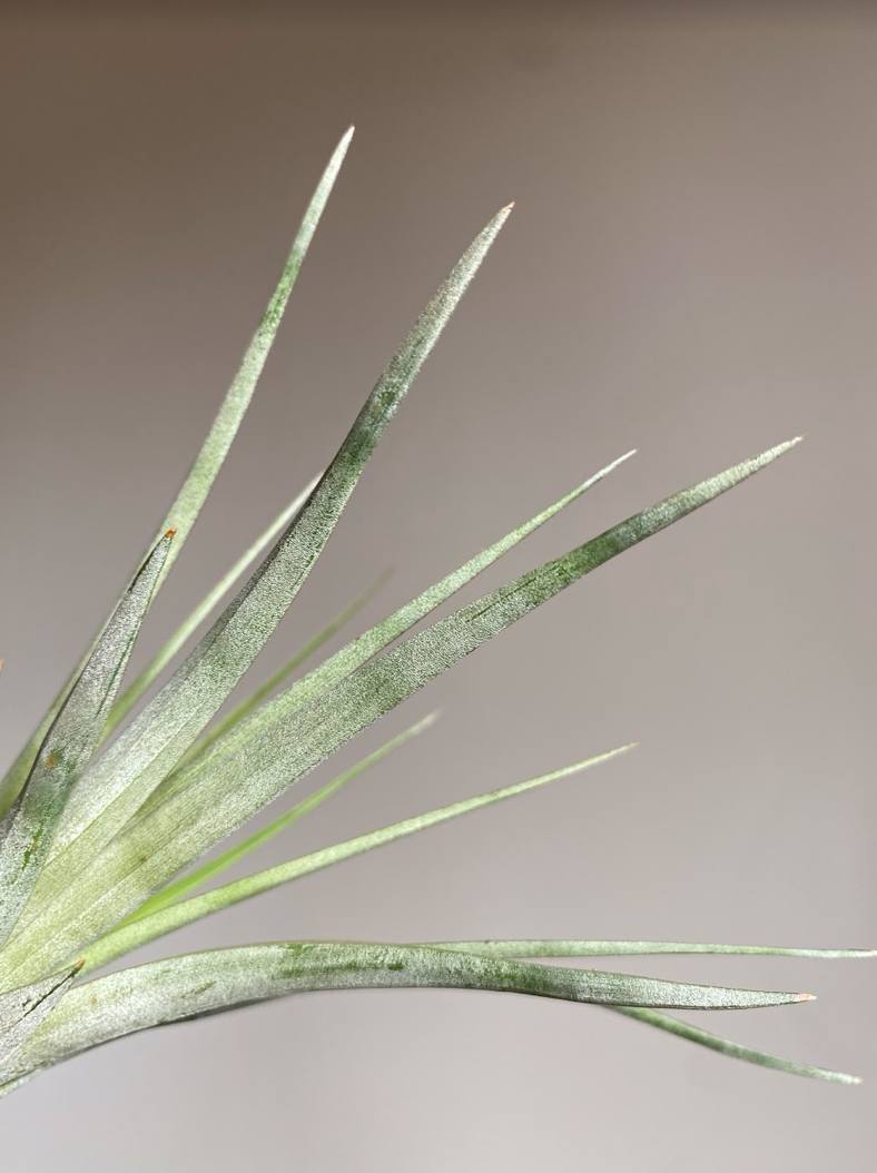 Tillandsia fasciculata