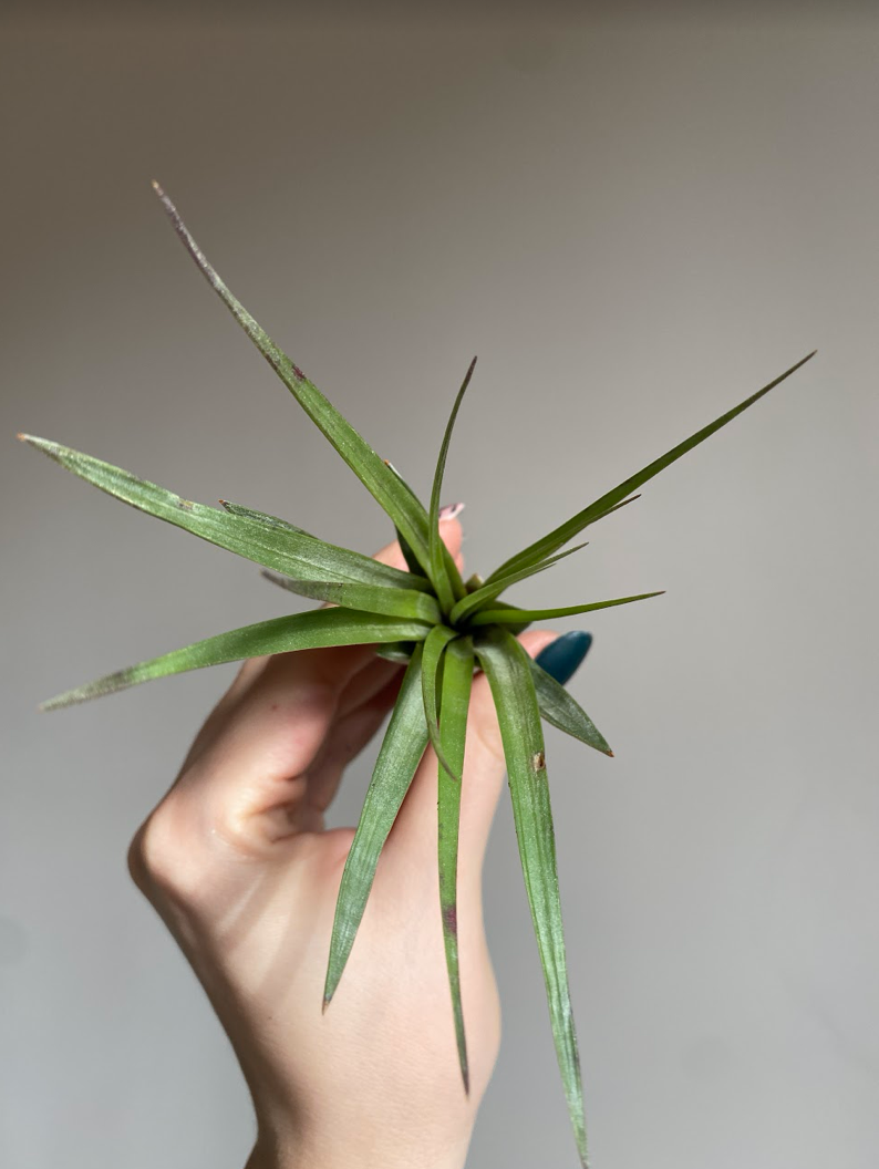 Tillandsia fasciculata
