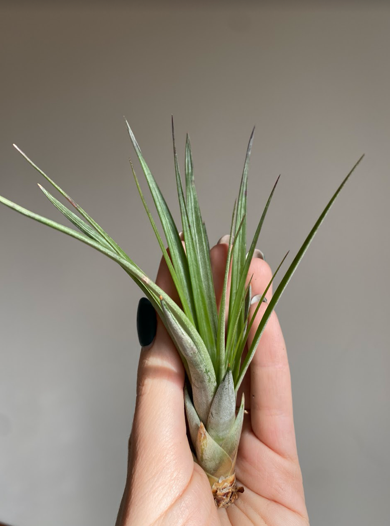 Tillandsia fasciculata